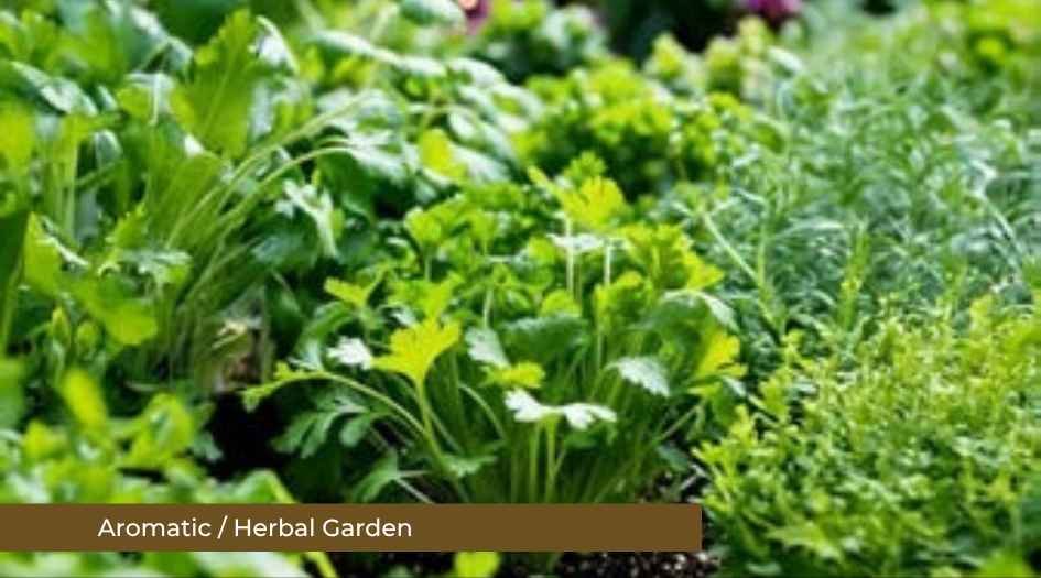 Mizura-Residences-by-Esbee-Amenities-Aromatic-Garden